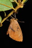 Brownie (Miletus sp., Miletinae, Lycaenidae)