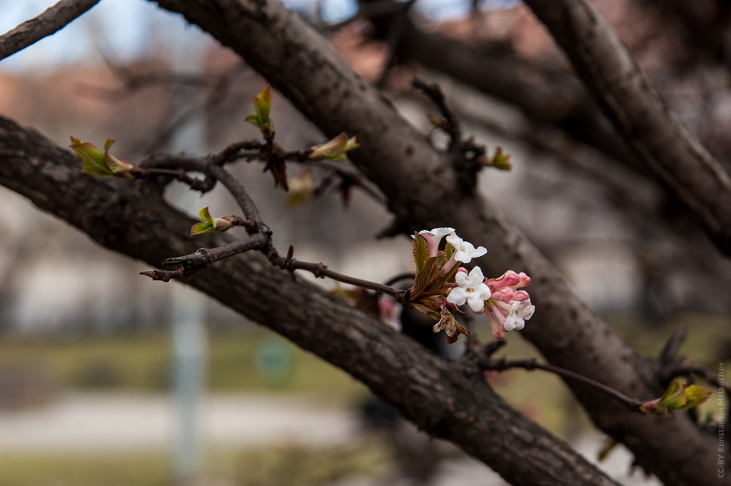 : Apple Flower in February