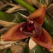 Maxillaria desvauxiana – Merle Robboy
