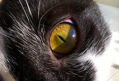 pet macro green eye nature animal yellow cat nokia 630 lumia