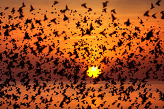 Starling Murmuration and Sunset