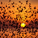 Starling Murmuration and Sunset