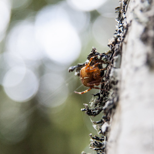 Karelian Red Spider ©  Konstantin Malanchev