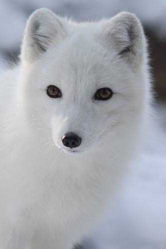 Arctic Fox Closeup by Mark Dumont, on Flickr