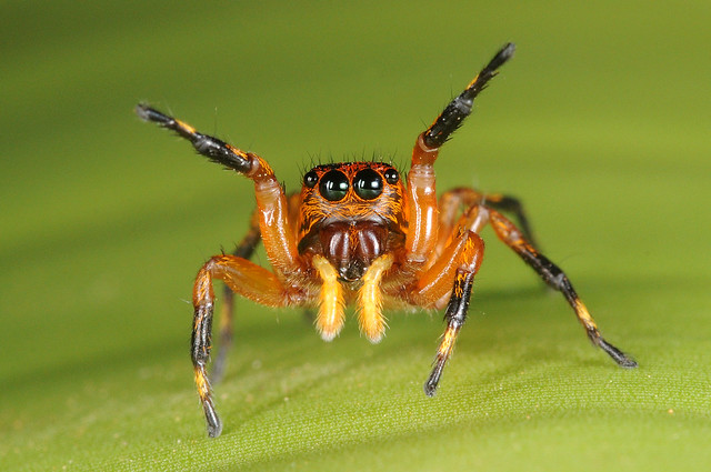 Jumping Spider (Phiale mimica)