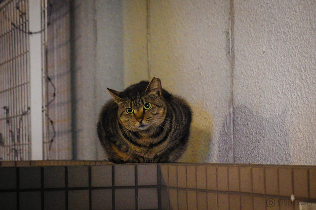 Today's Cat@2014-02-28