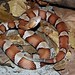 Trans Pecos Copperhead - Agkistrodon contortrix pictigaster