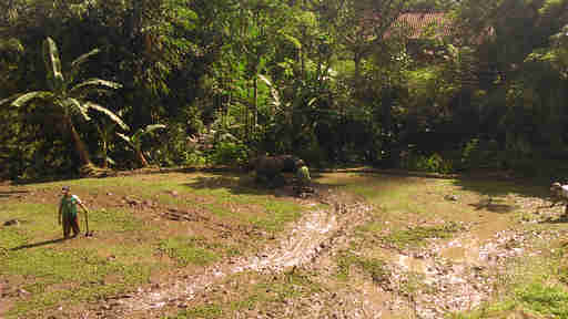 Membajak sawah di desa Ciapus Bogor