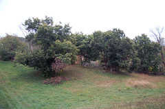 Chestnut Trees <a style="margin-left:10px; font-size:0.8em;" href="http://www.flickr.com/photos/91915217@N00/10303086943/" target="_blank">@flickr</a>