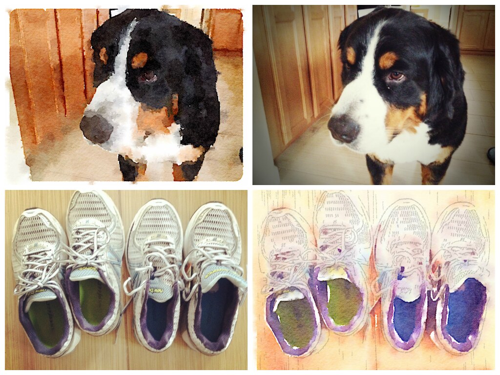 Waterlogue App Example: Bernese Mountain Dog and Shoes