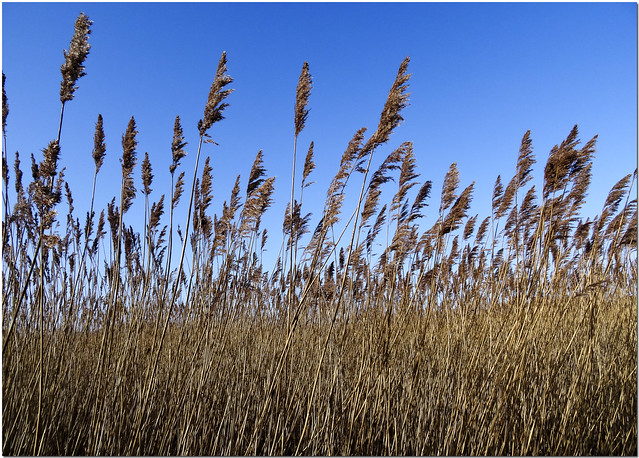 Reeds against a blue sky