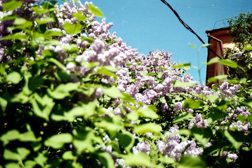 First lilac blossoming in Petrozavodsk ©  Alexander Kolosov