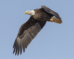Flight of the Bald Eagle