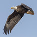 Flight of the Bald Eagle