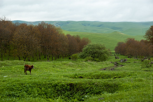Caucasian Cows ©  Konstantin Malanchev
