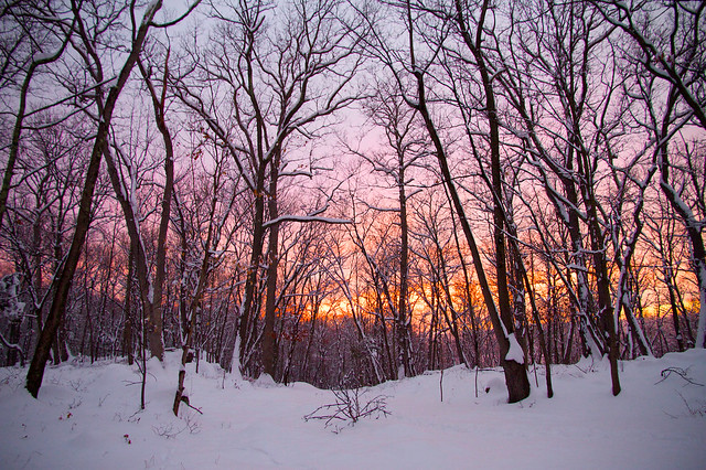 Snowy Forest Sunset