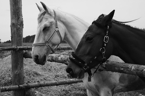 alena-n-horses-DSCF9063  ©  Alexander Lyubavin