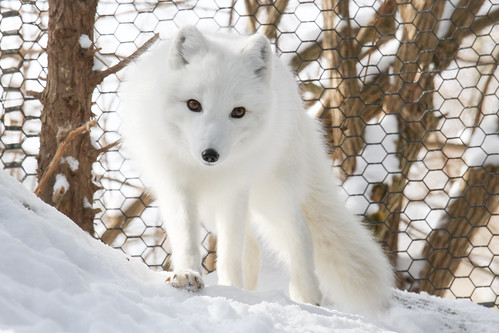 Arctic Fox by Mark Dumont, on Flickr