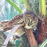 Barred Owl (Strix varia) - These Kids Are Wearing Me Out......