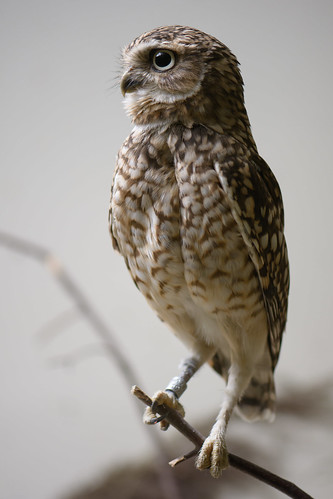 Burrowing Owl ©  kuhnmi