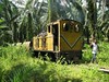 Palmölplantage PT PN II Kebun Sawit Seberang (Sumatra, Indonesien),  Juli 2008