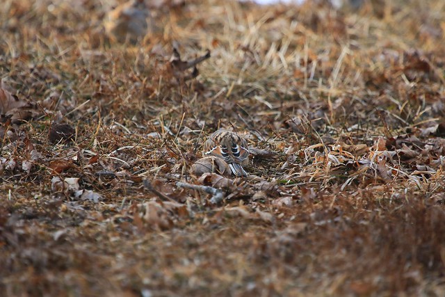 American tree sparrow near Decorah IA 854A1014
