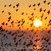 Starlings