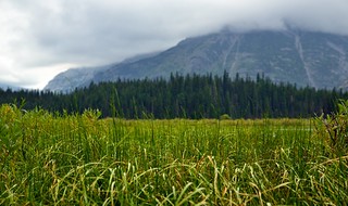 A Grassy Meadow with Trees and Mountains off i...