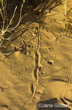 Kangaroo rat tracks