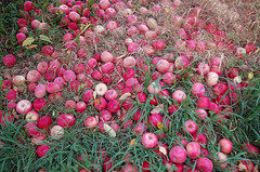 Tons of Apples on the Ground <a style="margin-left:10px; font-size:0.8em;" href="http://www.flickr.com/photos/91915217@N00/10302965265/" target="_blank">@flickr</a>