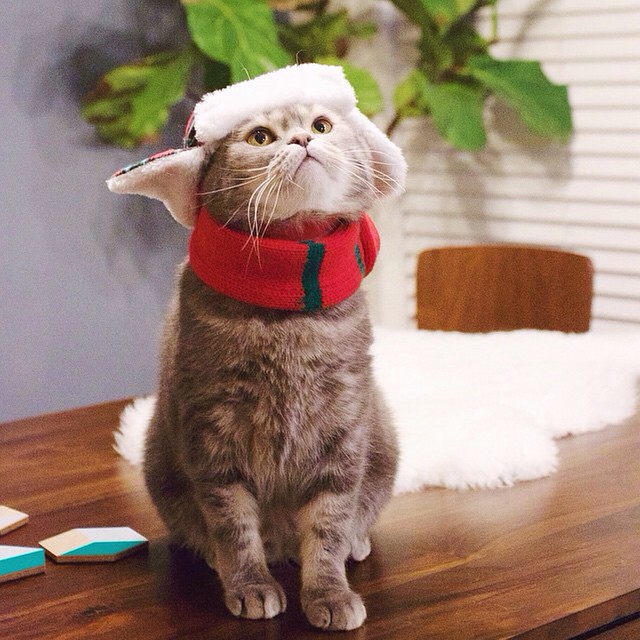 Hello, Instagram! It’s time for the #WeeklyFluff! Say hello to Ninja (@fei_and_ninja), a handsome three-year-old British shorthair kitty with bright mischievous eyes. If your feed could use a dose of LACKADAISICAL feline fluff, follow @fei_and_ninja.