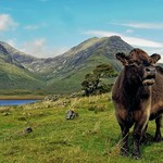 A slaverin' coo in the Cuillins
