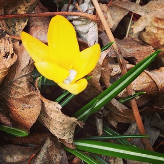 Love the first flowers of Spring #westernma