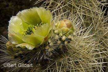 Cholla, now in bloom