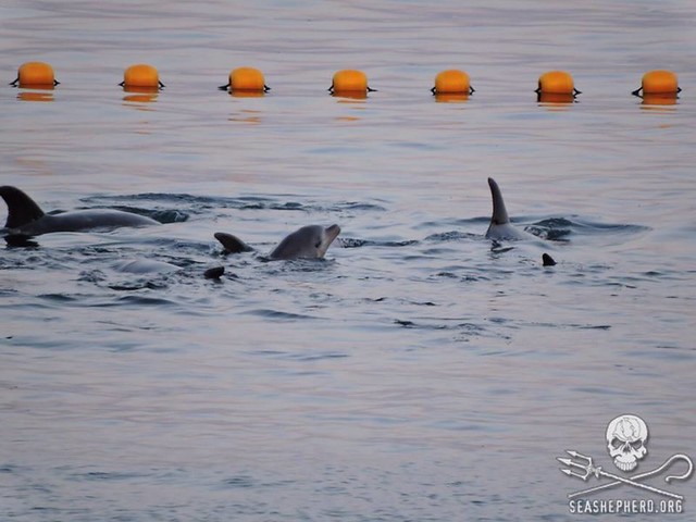 The family are spending their last night together in the cove where thousands of dolphins have been slaughtered and stolen before them-The madness must end-Taiji,Japan