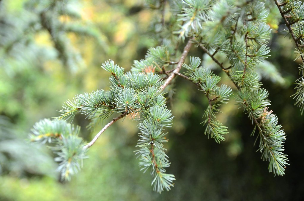 Needle leaves of the Blue Atlas Cedar at by avlxyz, on Flickr