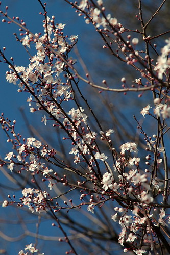 Sakura immercuriens ©  OliBac