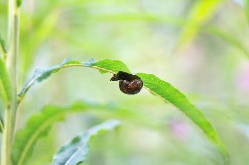Inverse snail ©  Alexander Kolosov