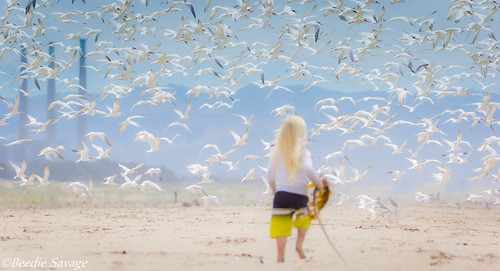Kids and Terns