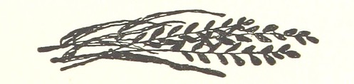Image taken from page 33 of 'Messia. [A translation of Pope's  ©  Mechanical Curator's Cuttings