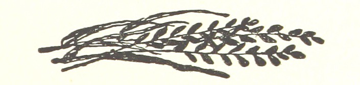 : Image taken from page 33 of 'Messia. [A translation of Pope's Messiah into Latin, written as a College exercise.]'