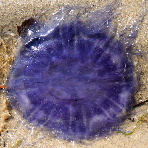 m'eduse / jellyfish ©  OliBac
