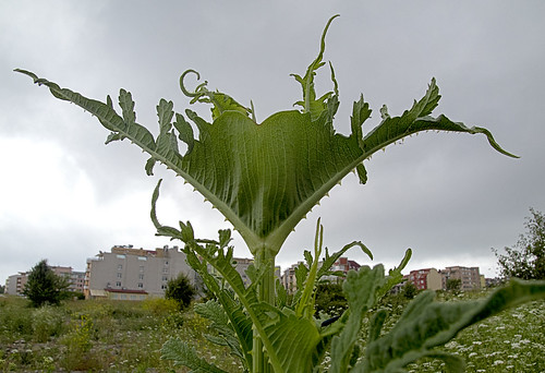 The Day of the Triffids ? /  ©  Katya