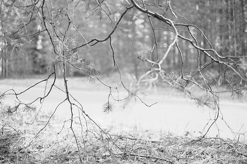 branches-DSCF9014 ©  Alexander Lyubavin