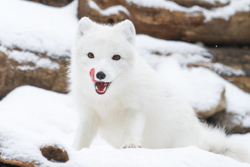 Arctic Fox Playing by Mark Dumont, on Flickr