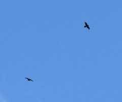 Common Ravens, Prospect Park 5.9.13