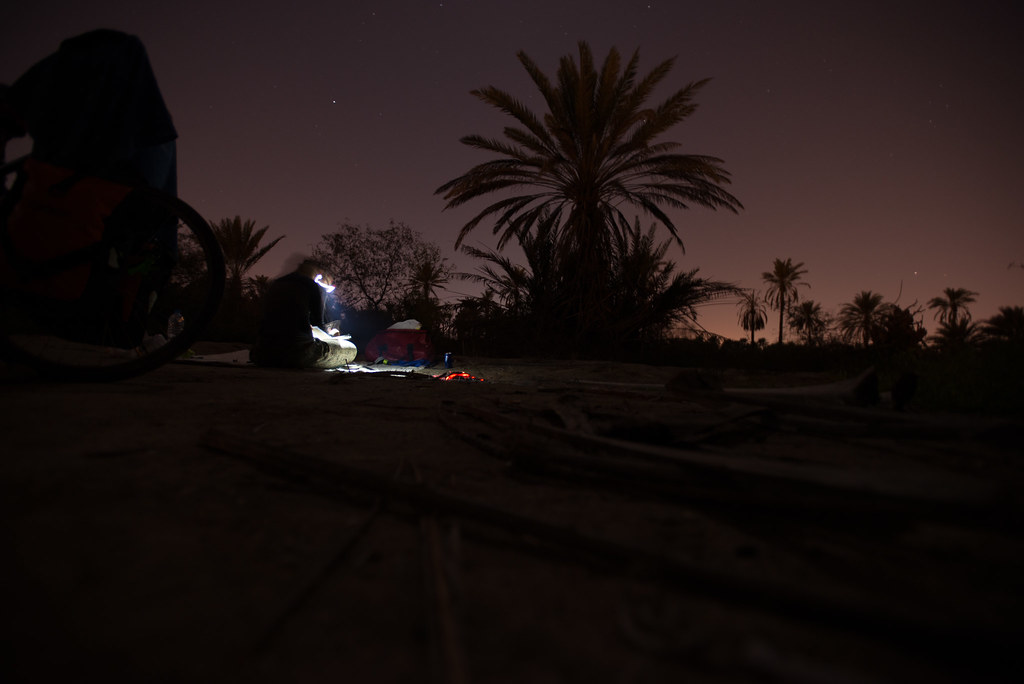 Palm tree camping