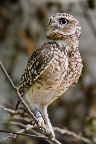 burrowing owl ©  kuhnmi