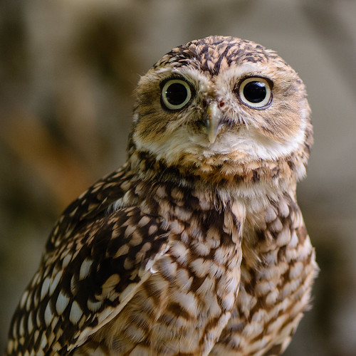 Burrowing owl ©  kuhnmi