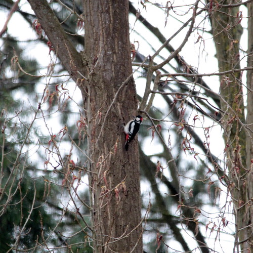Pic 'epeiche / Great Spotted Woodpecker ©  OliBac